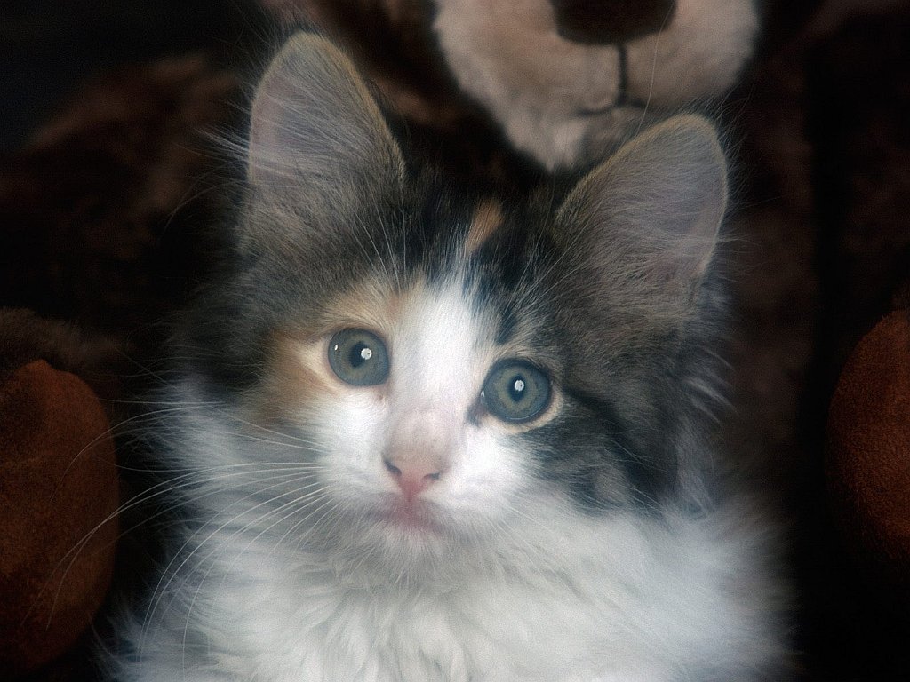 Calico Kitten